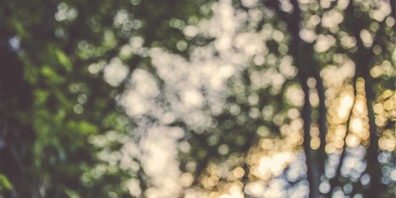 网络技术94:探索LNHQP与编程资源的技术分享新视野